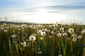 Fields of Dandelions