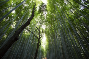Impressive Bamboo Forest