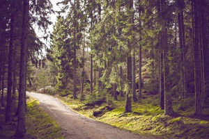 Path Through the Woods