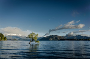 Solitary Tree Reflection