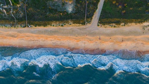 Florida's Oceanic Symphony
