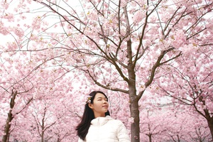 Under the Cherry Blossoms