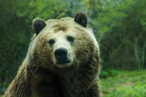 Majestic and Fluffy Bear