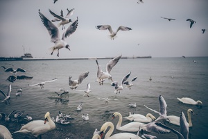 Birds at Breakfast