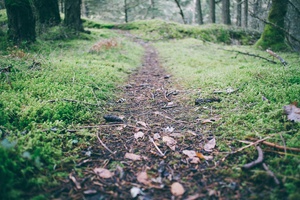 Enchanting Forest Path