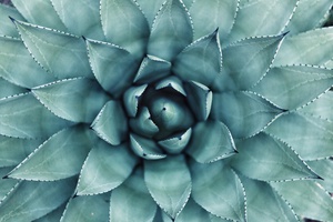 Macro Splendor