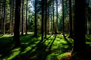 Sunlit Serenity