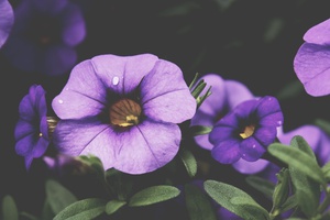 Mexican Purple Petunia