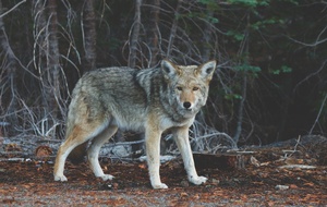 Innocent Coyote