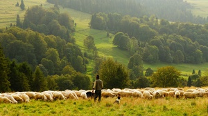 Shepherd in the Pasture