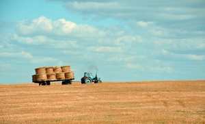 Harvest Blue