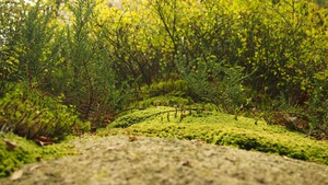Macro Shot of Moss and Plants