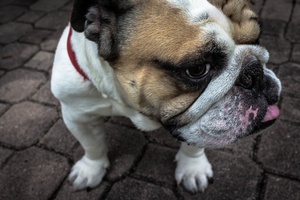 Adorable Bulldog