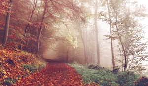 Autumnal Splendor