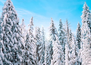 Winter Wonderland