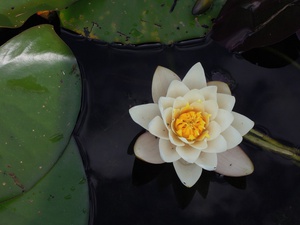 Ethereal Water Lily