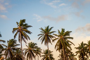 Canopy of Palms