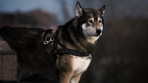 Contemplative Husky