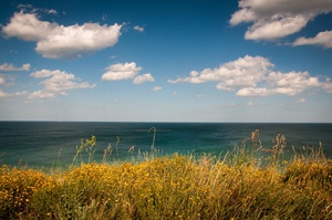 Coastal Grassland