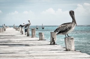Relaxed Pelican Gathering