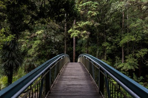 Tranquil Bridge in the Forest