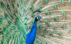 Graceful Peacock
