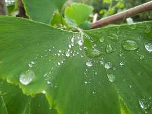 Glistening Dew on a Leaf