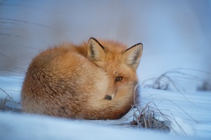 Timid Vulpine