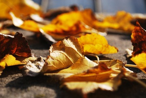 Fall Leaves on the Ground