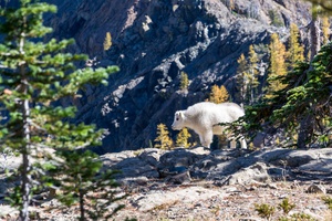 Curious Mountain Goat