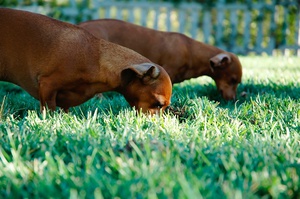 Inquisitive Dachshunds