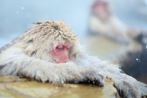 Dreamy Monkey Rest