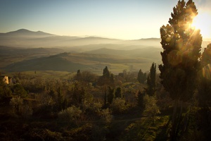 Morning Grassy Landscape