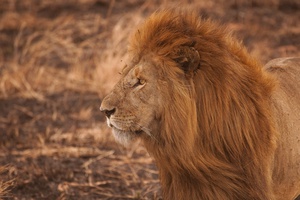 Majestic Feline Power
