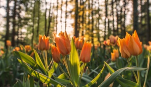 Tulips Glowing at Sunset