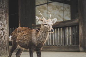 Graceful Fawn