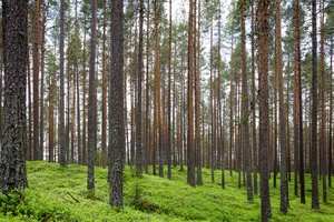 Serene Forest Haven