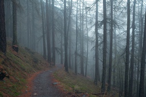 Foggy Forest Path