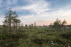 Meadow of Dandelions
