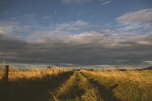 Nature-Embraced Grass Road