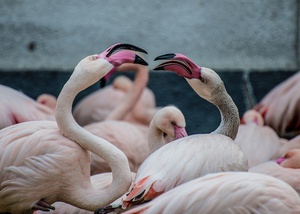 Affectionate Flamingos