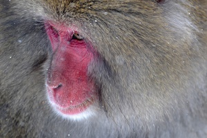 Snowy Baboon Encounter