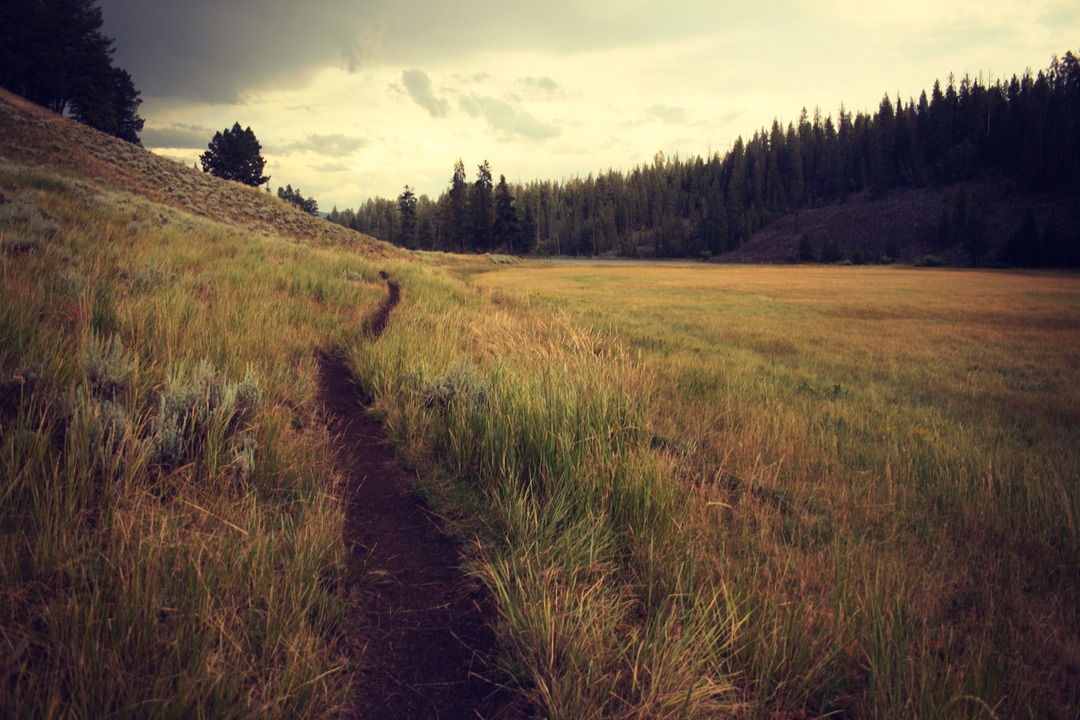 A Path Diverting Through the Forest