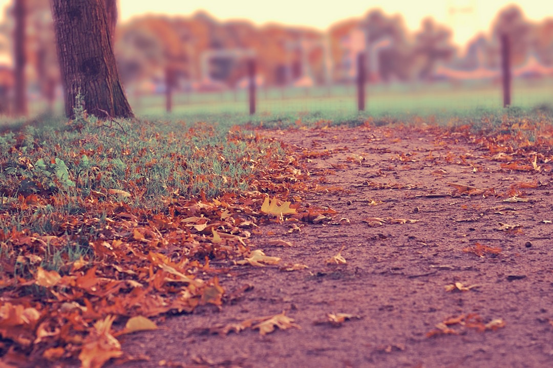 Autumn Path with Colorful Leaves