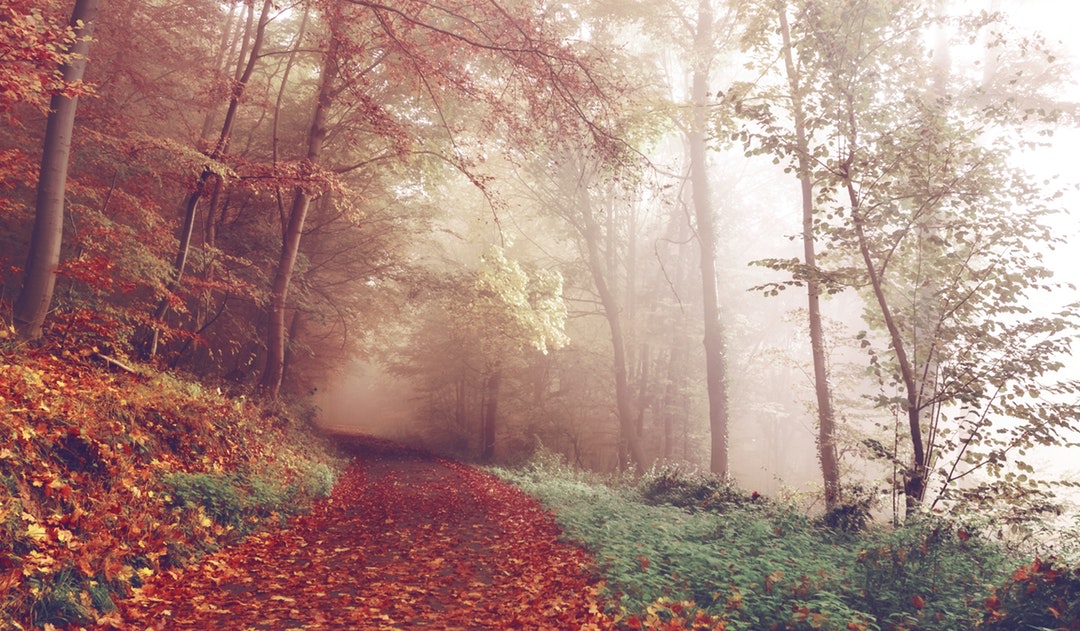 Autumnal Splendor