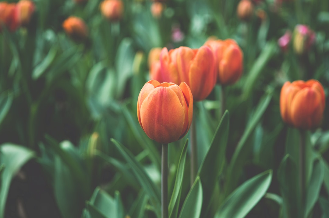 Blossoming Beauty