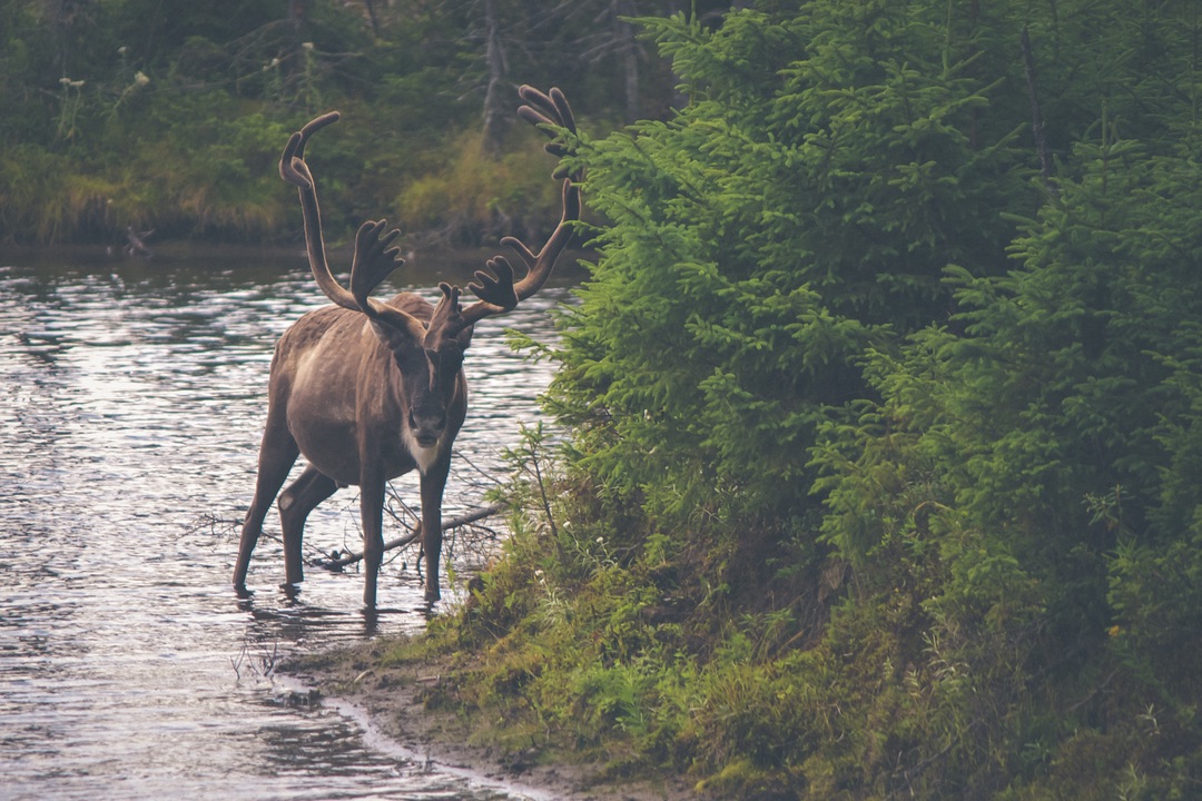 Deer at the Riverside