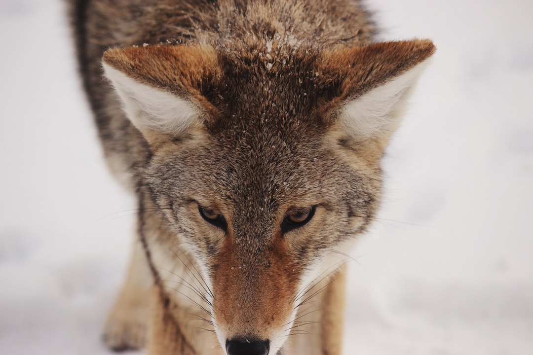 Enigmatic Vixen