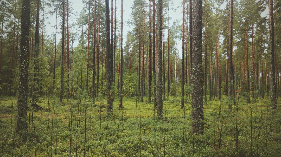 Forest Growth