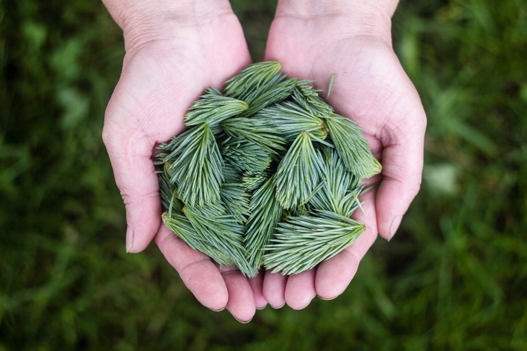 Fragrant Pine Needles